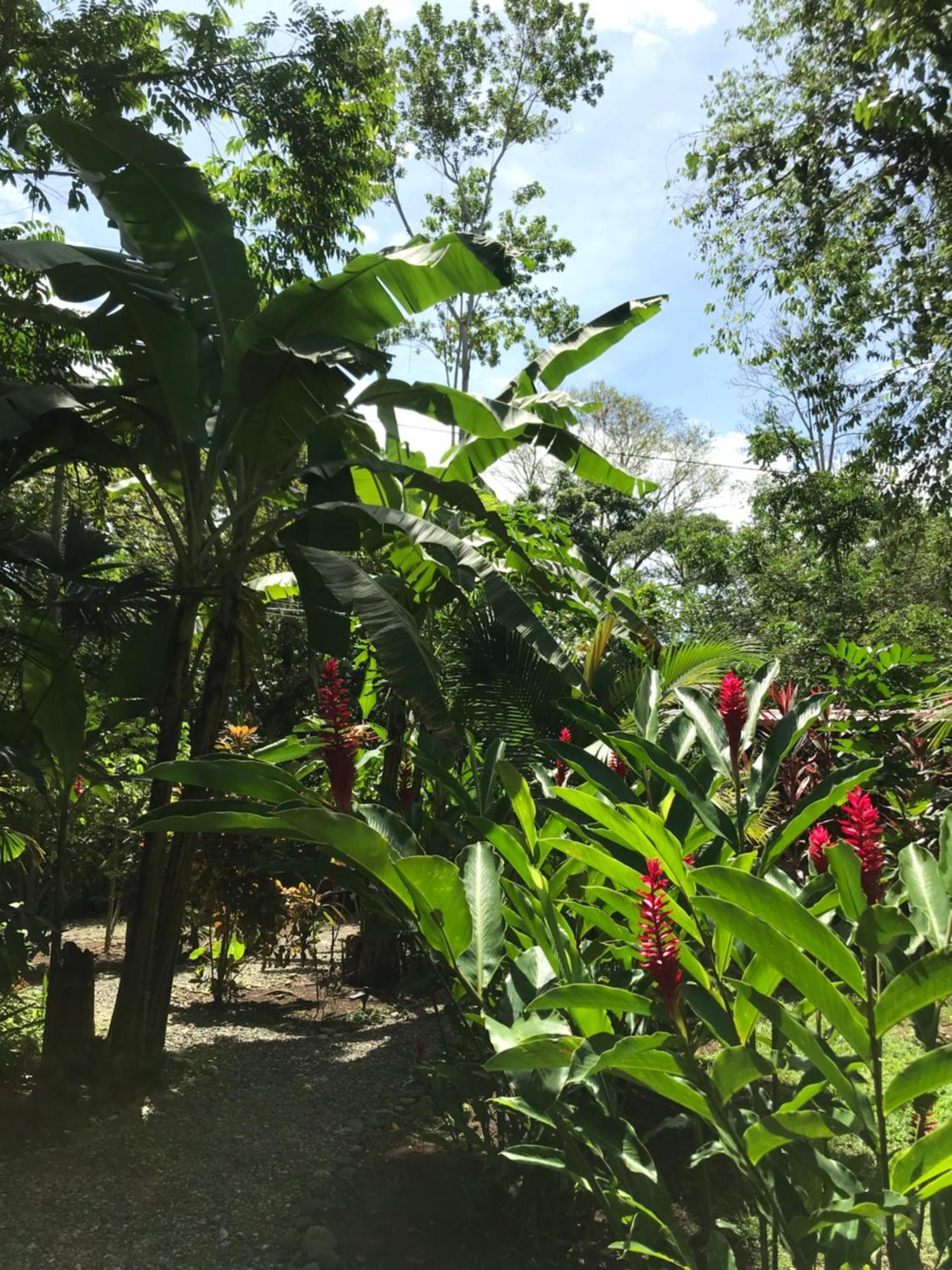 Little Yemanja Bungalow Puerto Viejo de Talamanca Extérieur photo